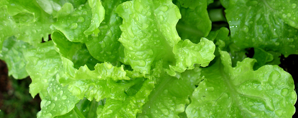 lettuce-leaves-1507371-1919x1168