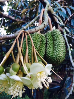 HIGHER INCOME FOR DURIAN GROWERS