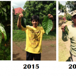 Big leaves 2014-2016